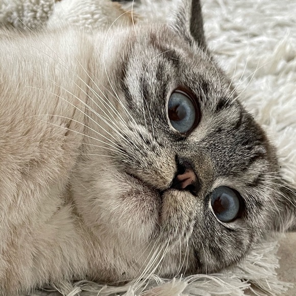 Meet your Posher, Ash - Picture 1 of 1